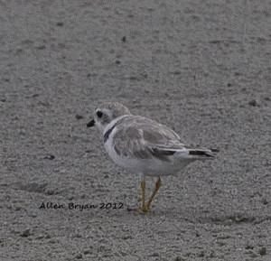 Piping Plover