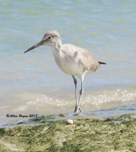 Willet from Texas