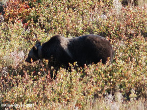 Grizzly Bear in Glacier National Park, Montana