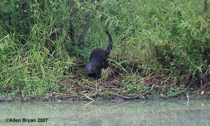 River Otter