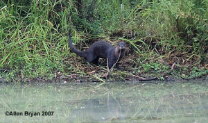 River Otter