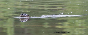 River Otter