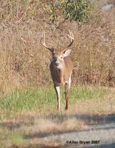 White-tailed Deer- buck