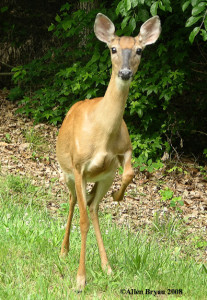 White-tailed Deer- foot stomping