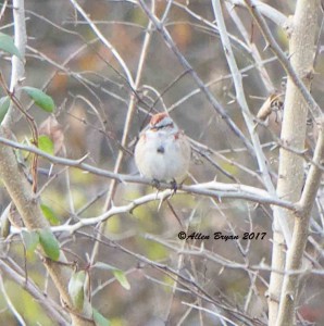 American Tree Sparrow in Frederick County, Va.
