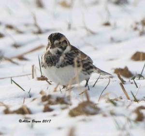 Lapland Longspur in Jefferson County, WV