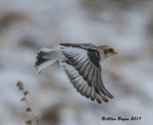Snow Bunting in Jefferson County, WV.