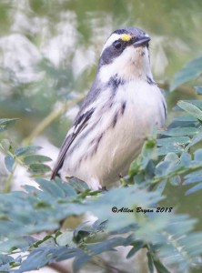 Black-throated Gray Warbler at Zapata Library/Park, Texas