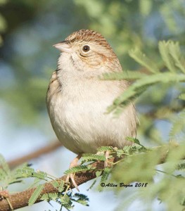 Cassin's Sparrow in Zapata County, Texas