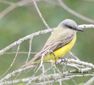 Couch's Kingbird at the National Butterfly Garden, Texas