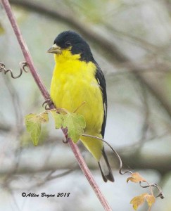 Lesser Goldfinch at the National Butterfly Garden, Texas