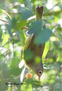 Nashville Warbler eating berry (true position) at Estero Llano Grande State  Park, Texas