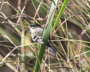 White-collared Seedeater in Zapata Park, Texas
