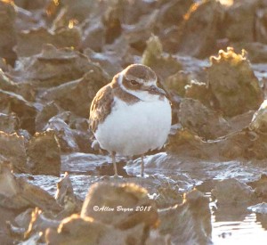 Wilson's Plover from Texas
