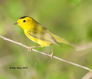 Wilson's Warbler at Progresso Lakes, Texas