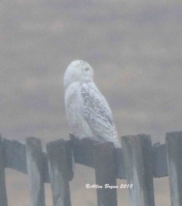 Snowy Owl in Jefferson County, WV