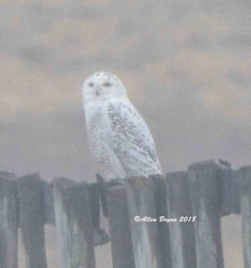 Snowy Owl in Jefferson County, WV