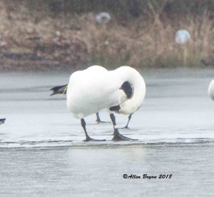 Trumpeter Swan (R24) behind the Bowman Library in Frederick County, Virginia
