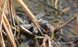 American Alligator- young