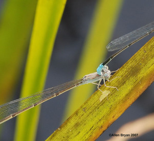 Attenuated Bluet- mated pair
