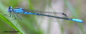 Azure Bluet- male