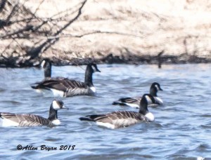 Cackling Goose at Bowman's Pond in Fauquier County, Va.