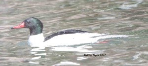 Common Merganser on Cacapon River, Hampshire County, WV