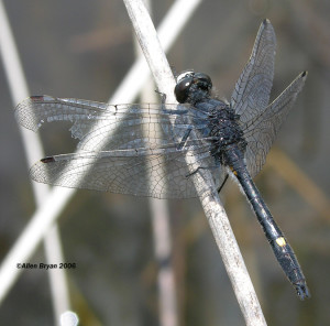 Dot-tailed Whiteface- male