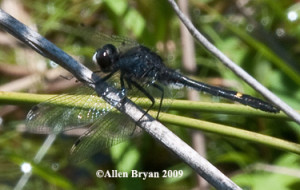 Dot-tailed Whiteface- male