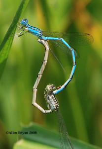Double-striped Bluet- mated pair