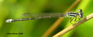 Eastern Forktail- female