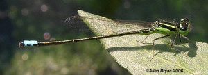 Eastern Forktail- male