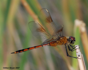 Four-spotted Pennant- female