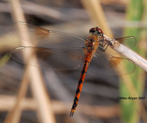 Four-spotted Pennant- female