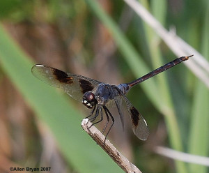 Four-spotted Pennant- male