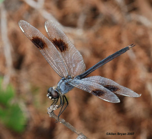 Four-spotted Pennant- male