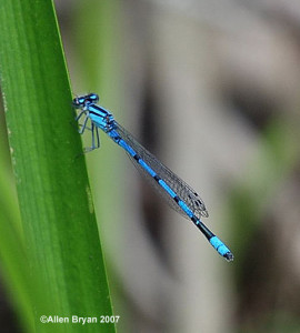 Hagen's Bluet- male