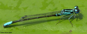Lilypad Forktail- male