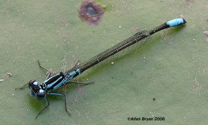 Lilypad Forktail- male