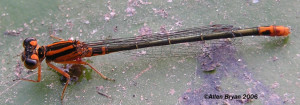Lilypad Forktail- female