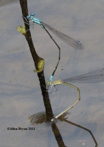 Pale Bluet- mated pair