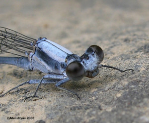 Powdered Dancer- male