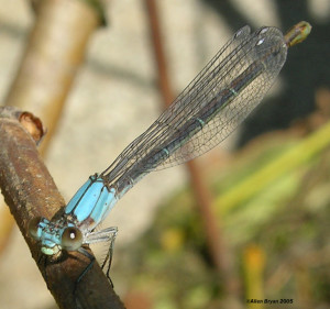 Powdered Dancer- female