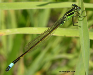 Rambur's Forktail- male