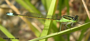 Rambur's Forktail- male