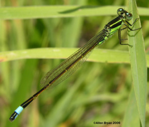 Rambur's Forktail- male