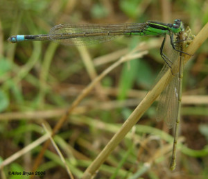 Rambur's Forktail- male