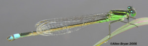 Rambur's Forktail- male like female