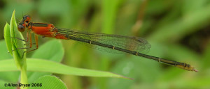 Rambur's Forktail- immature female