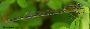 Rambur's Forktail- female